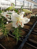 [4247 Crystal Blanca WF No01.JPG]